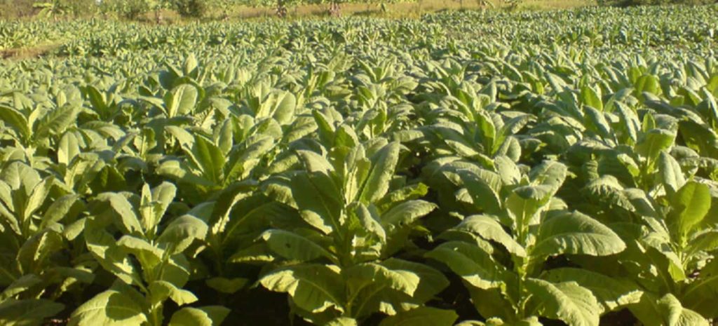 Farmers harvesting tobacco leaves in the Philippines