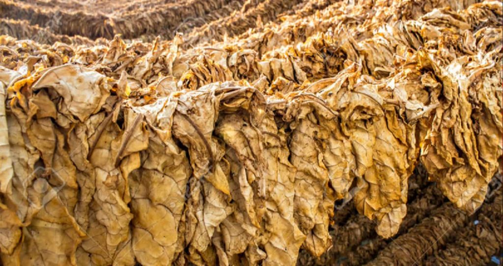 Fresh tobacco leaves drying in the sun