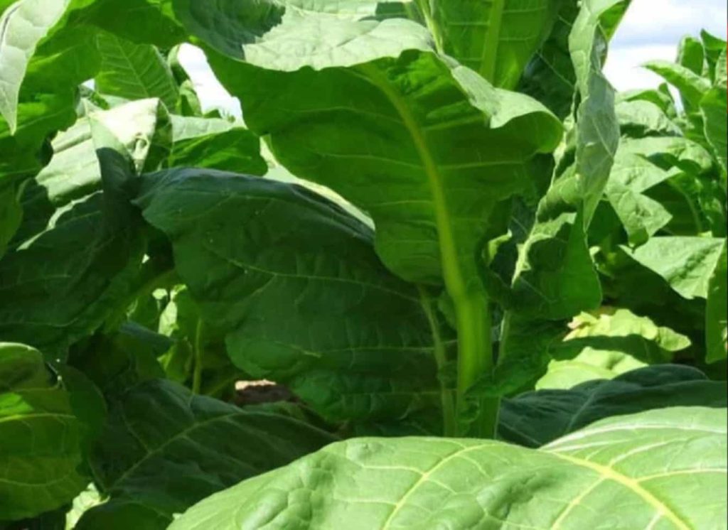 Visions of Organic Burley Tobacco leaves, each a testament to their richly robust essence.
