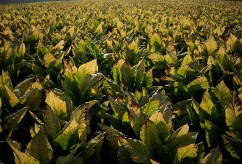 A detailed inspection of Kentucky's tobacco foliage